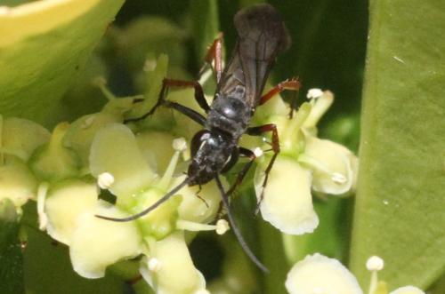 Réf. 325 590 : Episyron sp.